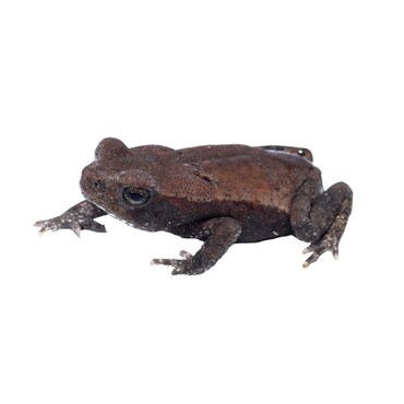 Smooth-Sided Spotted Toad